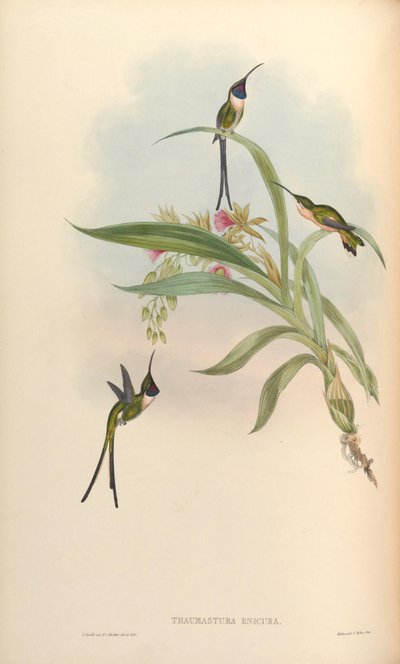 Thaumastura enicura = Doricha enicura - John Gould